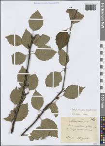 Tracheophyta, Сибирь, Якутия (S5) (Россия)