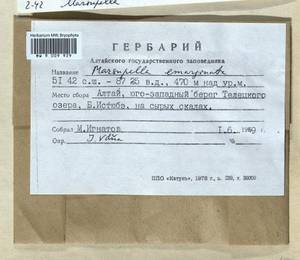 Marsupella emarginata (Ehrh.) Dumort., Гербарий мохообразных, Мхи - Западная Сибирь (включая Алтай) (B15) (Россия)