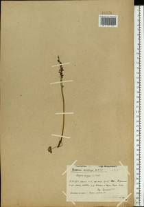 Кисличник двустолбиковый (L.) Hill, Восточная Европа, Северный район (E1) (Россия)