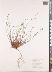 Cynanchica supina subsp. supina, Кавказ, Краснодарский край и Адыгея (K1a) (Россия)