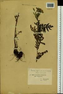 Tanacetum vulgare subsp. vulgare, Сибирь, Центральная Сибирь (S3) (Россия)