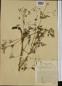 Anthriscus sylvestris subsp. sylvestris, Западная Европа (EUR) (Италия)