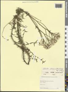 Тысячелистник чихотниколистный (Willd.) Rupr. ex Heimerl, Кавказ, Дагестан (K2) (Россия)