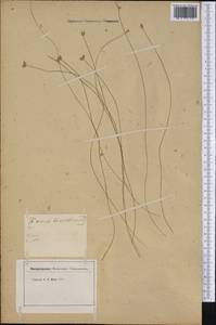 Cyperaceae, Америка (AMER) (Неизвестно)