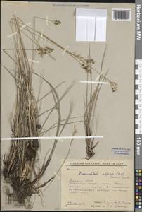 Anthoxanthum monticola (Bigelow) Veldkamp, Сибирь, Якутия (S5) (Россия)