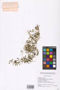 Ряска трехдольная L., Восточная Европа, Центральный район (E4) (Россия)