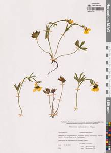 Лютик серножелтый Sol., Сибирь, Чукотка и Камчатка (S7) (Россия)