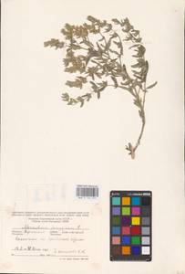 MHA 0 155 524, Шандра чужеземная L., Восточная Европа, Южно-Украинский район (E12) (Украина)