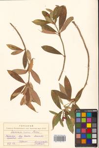 Скиммия промежуточная Komatsu, Сибирь, Дальний Восток (S6) (Россия)