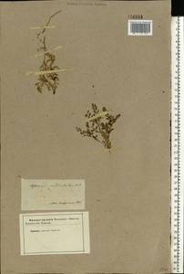 Астрагал сетчатый Bieb., Восточная Европа, Нижневолжский район (E9) (Россия)