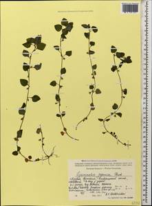 Lysimachia japonica Thunb., Кавказ, Грузия (K4) (Грузия)