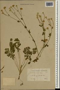 Tanacetum niveum (Lag.) Sch. Bip., Зарубежная Азия (ASIA) (Иран)