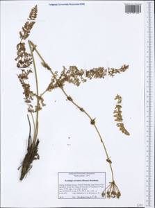 Ферульник лесной (Besser) Rchb., Западная Европа (EUR) (Греция)