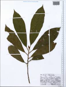 Pouteria adolfi-friedericii (Engl.) A.Meeuse, Африка (AFR) (Эфиопия)