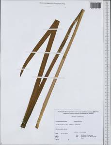 Acorus calamus var. calamus, Сибирь, Дальний Восток (S6) (Россия)