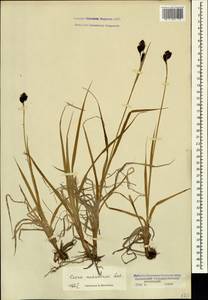 Carex aterrima subsp. medwedewii (Leskov) T.V.Egorova, Кавказ, Краснодарский край и Адыгея (K1a) (Россия)