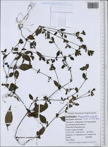 Strobilanthes longipedunculata Terao ex J. R. I. Wood, Зарубежная Азия (ASIA) (Вьетнам)