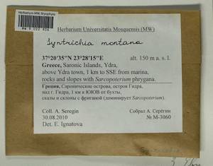 Syntrichia montana Nees, Гербарий мохообразных, Мхи - Западная Европа (BEu) (Греция)