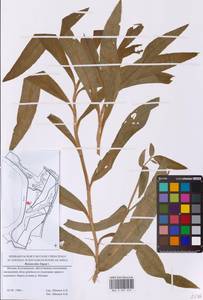 Лютик длиннолистный L., Восточная Европа, Московская область и Москва (E4a) (Россия)