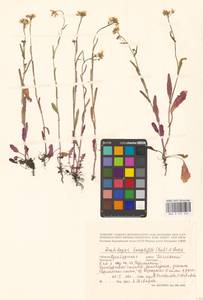 Резуховидка стрелолистная (M.Bieb.) Al-Shehbaz, O'Kane & R.A.Price, Восточная Европа, Восточный район (E10) (Россия)