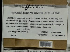 Dicranum laevidens R.S. Williams, Гербарий мохообразных, Мхи - Якутия (B19) (Россия)