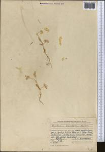 Bupleurum lancifolium Hornem., Средняя Азия и Казахстан, Копетдаг, Бадхыз, Малый и Большой Балхан (M1) (Туркмения)