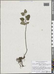 Береза пушистая Ehrh., Восточная Европа, Центральный лесостепной район (E6) (Россия)