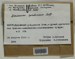 Dicranum spadiceum J.E. Zetterst., Гербарий мохообразных, Мхи - Якутия (B19) (Россия)