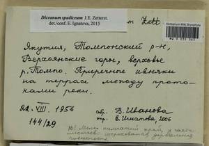 Dicranum spadiceum J.E. Zetterst., Гербарий мохообразных, Мхи - Якутия (B19) (Россия)