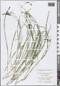 Осока дернистая L., Восточная Европа, Средневолжский район (E8) (Россия)