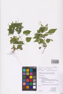 Circaea ×intermedia Ehrh., Восточная Европа, Центральный район (E4) (Россия)
