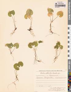 Фиалка Селькирка Pursh ex Goldie, Сибирь, Дальний Восток (S6) (Россия)