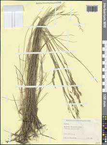 Овсяница, Кавказ, Дагестан (K2) (Россия)