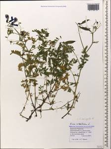 Vicia variegata subsp. variegata, Кавказ, Ставропольский край, Карачаево-Черкесия, Кабардино-Балкария (K1b) (Россия)