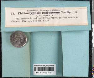 Chiloscyphus pallescens (Ehrh. ex Hoffm.) Dumort., Гербарий мохообразных, Мхи - Западная Европа (BEu) (Чехия)