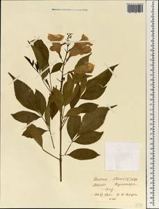 Текома прямостоячая (L.) Juss. ex Kunth, Африка (AFR) (Мали)