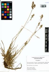 Мятлик альпийский L., Сибирь, Прибайкалье и Забайкалье (S4) (Россия)