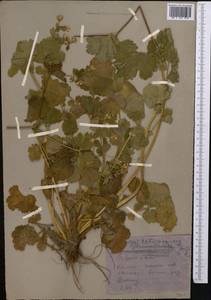 Geum heterocarpum Boiss., Средняя Азия и Казахстан, Копетдаг, Бадхыз, Малый и Большой Балхан (M1) (Туркмения)