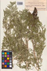 Горицвет апеннинский, Адонис апеннинский L., Восточная Европа, Восточный район (E10) (Россия)