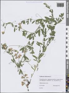 Чина клубненосная L., Сибирь, Западная Сибирь (S1) (Россия)