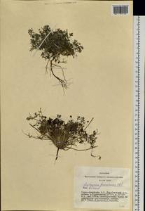 Тонкоплодник дымянковый (L.) Rchb., Сибирь, Алтай и Саяны (S2) (Россия)