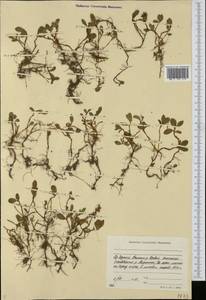 Ива, Сибирь, Якутия (S5) (Россия)