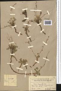 Кисличник двустолбиковый (L.) Hill, Средняя Азия и Казахстан, Памир и Памиро-Алай (M2) (Узбекистан)