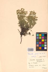 Лапчатка оттопырено-пушистая, Лапчатка поникшая Waldst. & Kit., Восточная Европа, Центральный лесостепной район (E6) (Россия)