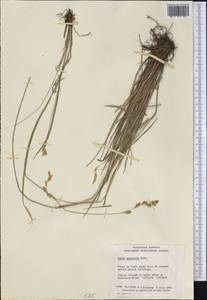 Carex praticola Rydb., Америка (AMER) (Канада)