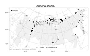 Armeria scabra, Армерия сибирская (Turcz. ex Boiss.) Nyman, Атлас флоры России (FLORUS) (Россия)
