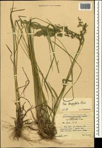 Мятлик длиннолистный Trin., Кавказ, Южная Осетия (K4b) (Южная Осетия)