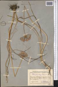 Лук угловатый L., Средняя Азия и Казахстан, Северный и Центральный Казахстан (M10) (Казахстан)