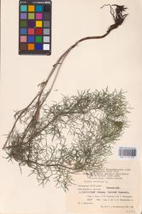 Горицвет весенний, Адонис весенний L., Восточная Европа, Восточный район (E10) (Россия)