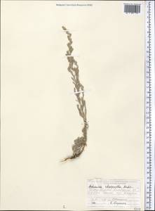 Полынь розовоцветковая Rupr., Средняя Азия и Казахстан, Памир и Памиро-Алай (M2) (Киргизия)